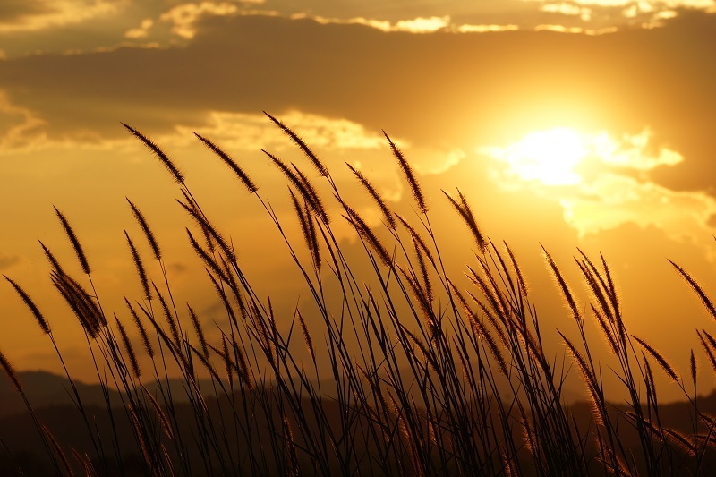 Tulips flowers  / colorful flowers
