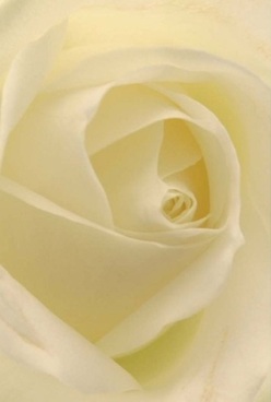 Captured in close detail, this photograph reveals the poetic essence of a single ivory rose, its petals swirling smoothly toward a luminous centre. The bloom's classic form-each velvety, creamy-white layer embracing the next-epitomizes quiet elegance, a tribute to the artful arrangements often seen in Upton Park's cherished local florist shops. Natural light washes gently across the surface, casting faint golden glows and barely-there shadows that deepen the sense of tranquility. The creamy and pale lemon hues evoke peaceful mornings by West Ham Park, instilling serenity and hopefulness in the viewer. Touches of translucency along the outer petals suggest both delicacy and enduring strength, echoed in the careful craftsmanship of the floral design. You almost catch the subtle, sweet scent drift through the air, mirroring the clean, fresh atmosphere of a calm Upton Park morning. This rose speaks silently-its beauty well-suited for milestone anniversaries, thoughtful sympathy gestures, or moments when words fall short. As a local florist familiar with the rhythms and needs of the area, I recognise this timeless symbol as a fixture in heartfelt floral compositions, available for same-day delivery across Upton Park and its surrounding neighbourhoods.